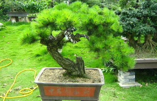 与花木种植养护相关的80个术语 好养护